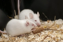 Complete Guide to Housing Your Pet Mice Safely