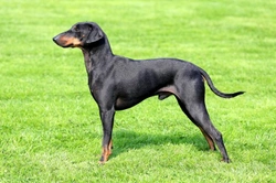 Is the Manchester Terrier a Good Pet? Essential Guide