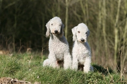 Copper Toxicosis in Bedlington Terriers: A Complete Guide