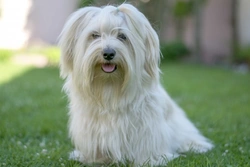 Complete Guide to the Havana Silk Dog Breed in the UK