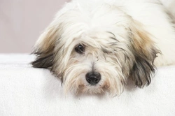 Coton de Tulear health, genetics & longevity guide