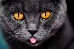 Five Key Questions and Answers About Cat Nighttime Behaviour