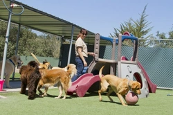 Doggy Daycare Explained: Is It Right for Your Dog?