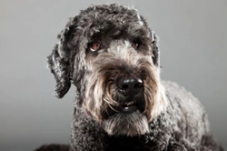 Why Hybrid Dogs Are So Popular: 11 Key Reasons