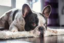 Recognising Symptoms of Infections in Dogs: A Complete Guide