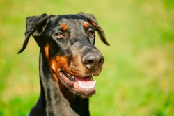 Three effective tips to defuse an aggressive dog safely