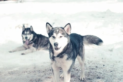 Top Pack Dog Breeds in the UK: Loyal and Social Companions