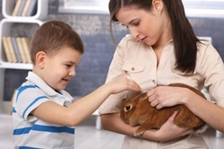 Complete Guide to Caring for Your House Rabbit
