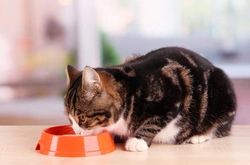 Cómo alimentar a gatos con enfermedad hepática: guía esencial