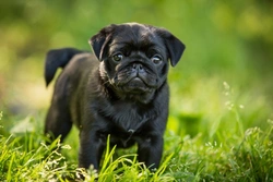 Special summer care for pugs: keep your pug safe and cool
