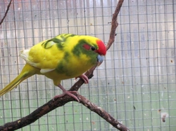 The Kakariki: Lifespan, Care, and Responsible Pet Keeping