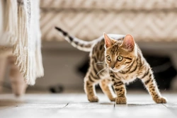 RSPCA urges kitten owners to keep unneutered cats indoors