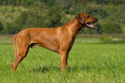 Five fascinating facts about Rhodesian Ridgeback dogs