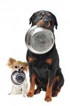 Does Your Dog Understand the Food Rules?