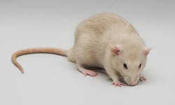 The Fancy Rat: Your Essential Guide to Types, Care & Colours