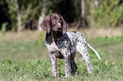 10 Things to Know About German Shorthaired Pointers Before Buying