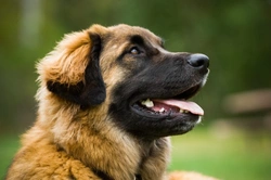 What Legal Dog Breeds Have the Strongest Bite: UK 2025 Guide