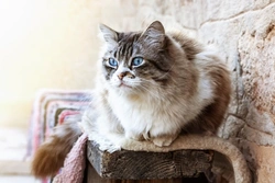 Tiffanie vs Ragdoll: Key Differences in Cat Breeds