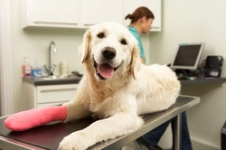 Dog Stitches, Staples & Steri Strips: Owner’s Care Guide