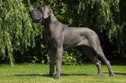 Health Issues Large and Giant Breed Dog Owners Should Know