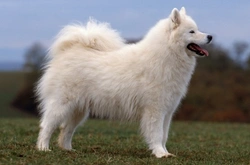 Why Has My Dog’s Coat Changed Colour? Causes & Prevention