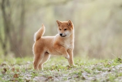 5 interesting facts about the Shiba Inu dog breed history