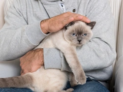 5 Common Mistakes When Petting Your Cat Correctly