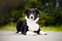 Managing a Herding Dog in a Domestic Environment
