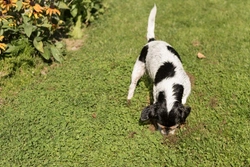 5 Dog Breeds to Avoid for a Beautiful UK Garden