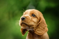 Common Causes of Poisoning in Dogs: Latest UK Insights