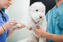 Are Pre-anaesthetic Blood Tests Necessary for Dogs Before Surgery?