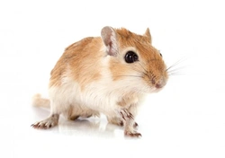 10 Things to Know Before Adopting a Gerbil