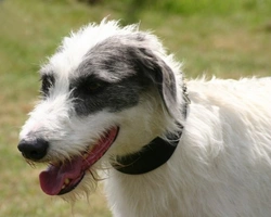 Lurcher Health & Lifespan: Common Issues & Care Tips