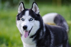 Top 6 Most Mischievous Dog Breeds UK Owners Love