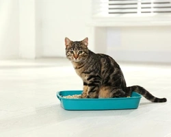 LA MIGLIORE SABBIETTA PER GATTI