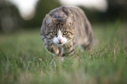 6 Ethical Vet-Approved Ways to Reduce Cat Hunting in 2025