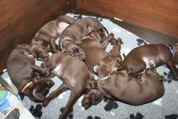 7 Puppy Illness Warning Signs Every Owner Must Know
