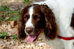 Top 10 Most Popular Registered Dog Breeds in the UK 2025