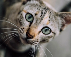 10 razze di gatto che non miagolano