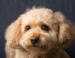 10 Essential Facts About Cavapoo Dogs Before You Buy