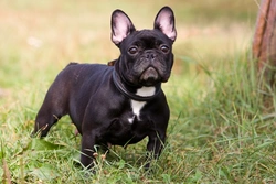 Why French Bulldogs Are the UK’s Most Popular Dog Breed
