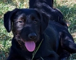 Adozioni cani: la storia di Padrino Algebrik