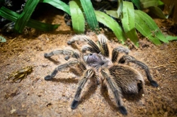 Top 6 Best Tarantula Breeds for Beginners in 2025