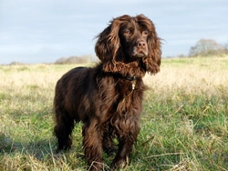 How to Feed a Very Active or Working Dog: Essential Nutrition