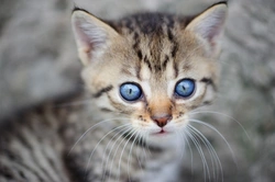 Why kittens have blue eyes that change colour later
