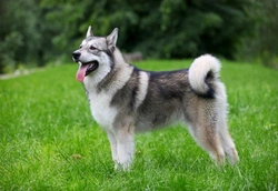Vitamins, minerals and acids for healthy dog skin and coat