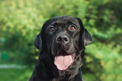 15 reasons why Labrador retrievers are popular pets