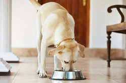 How to Help a Skinny Dog Gain Weight Safely