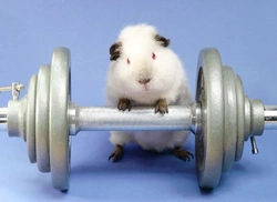 How to Keep Your Guinea Pig Healthy and Fit