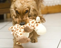 La gravidanza isterica